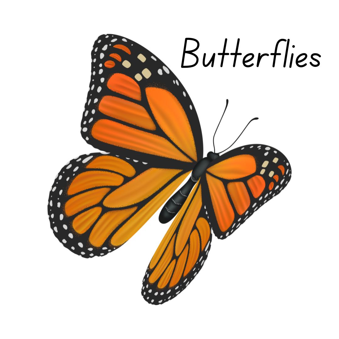 Butterfly Button