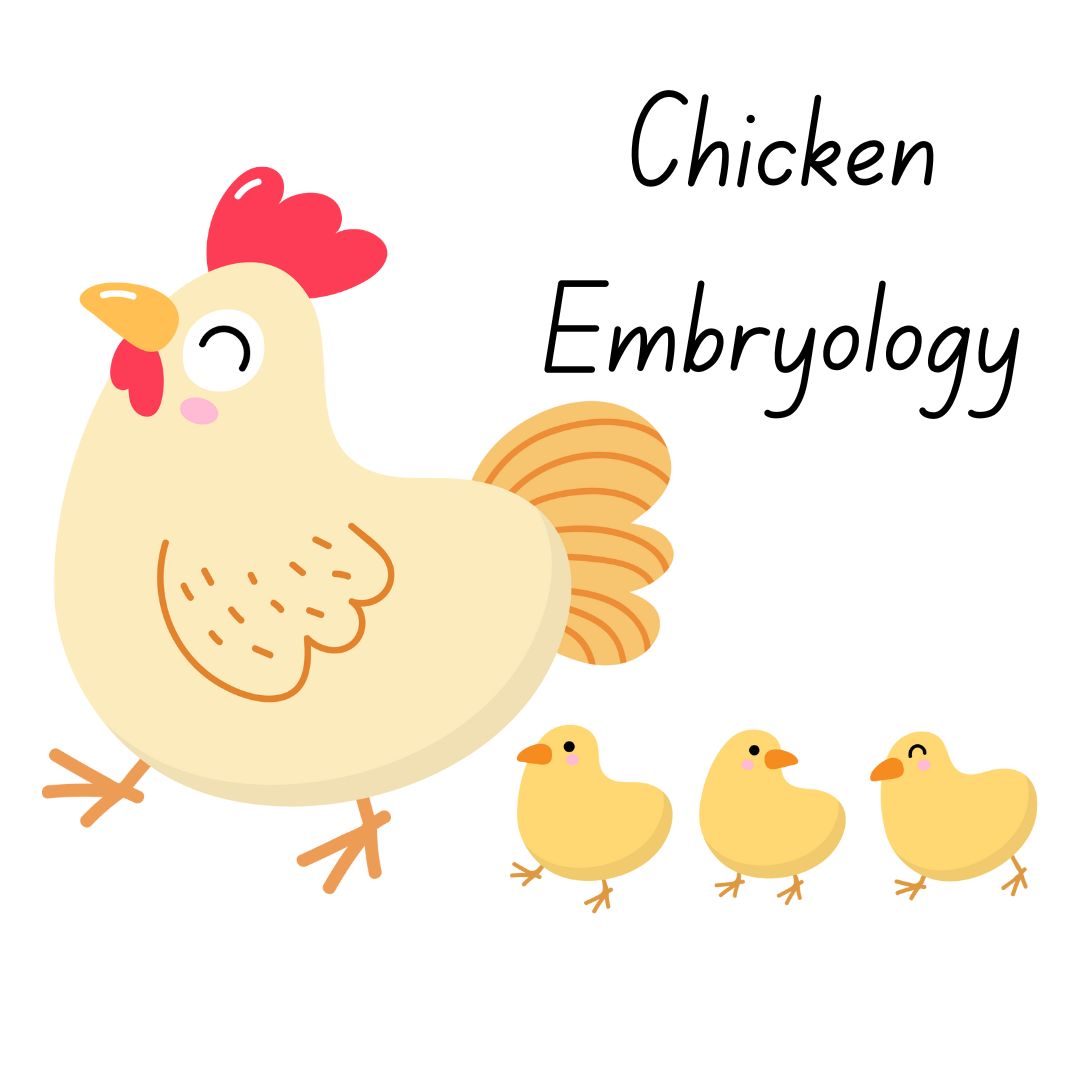 Chicken Embryology Button